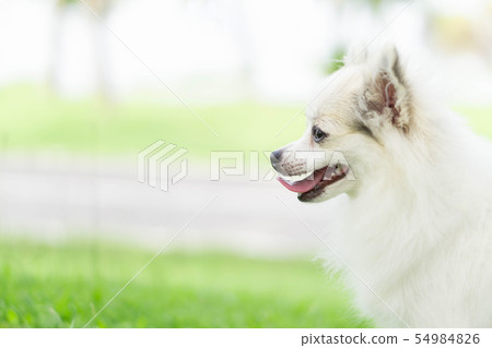 Closeup face of puppy pomeranian looking Closeup face of puppy pomeranian looking 54984826