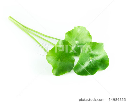 Closeup leaf of Gotu kola, Asiatic pennywort 54984833
