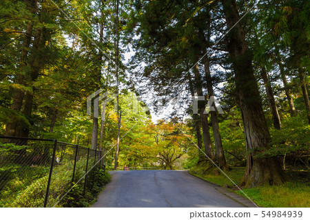 Pathway in pine tree on mountain morning sunrise 54984939