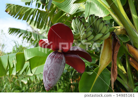 Banana fruit that has begun to grow 54985161