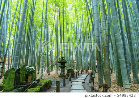 [Kanagawa] Kamakura Bamboo grove at Hokokuji Temple 54985428