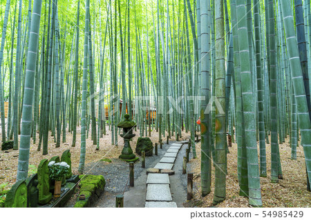 [Kanagawa] Kamakura Bamboo grove at Hokokuji Temple 54985429