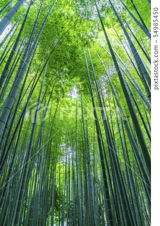 [Kanagawa] Kamakura Bamboo grove at Hokokuji Temple 54985450