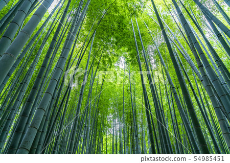 [Kanagawa] Kamakura Bamboo grove at Hokokuji Temple 54985451