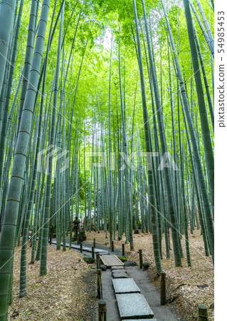 [神奈川縣]北國寺鎌倉竹林 54985453