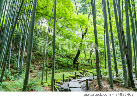 [神奈川縣]北國寺鎌倉竹林 54985462
