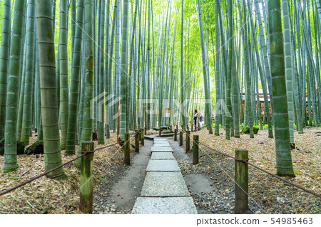[神奈川縣]北國寺鎌倉竹林 54985463