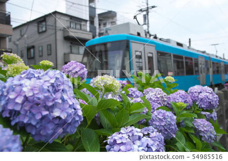 Setagaya Line along Early Summer 54985516