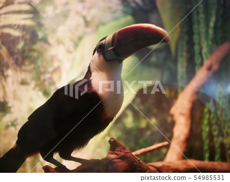 Toucan in the zoo 54985531