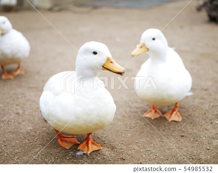 Zoo duck 54985532