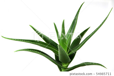 Aloe Vera On White Background. Aloe Vera On White Background. 54985711