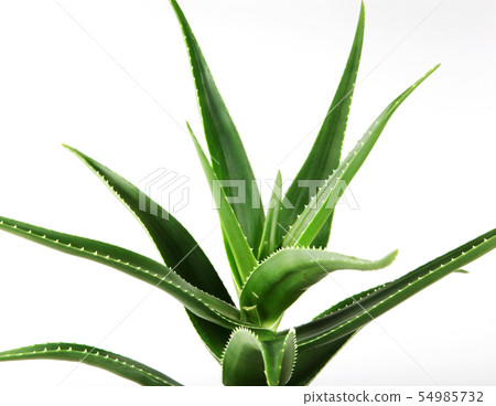 Aloe Vera On White Background. 54985732