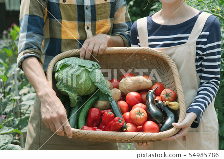 Freshly picked vegetables at hand 54985786