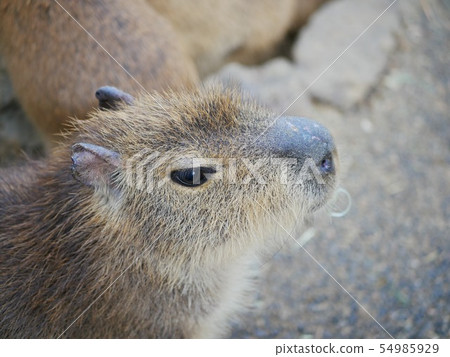 動物園裡的水豚 54985929