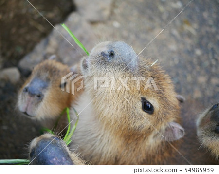 動物園裡的水豚 54985939