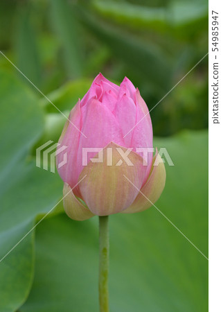 Sacred lotus Sacred lotus 54985947