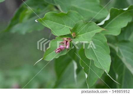 Himalayan honeysuckle Himalayan honeysuckle 54985952