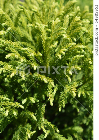 Japanese cedar Japanese cedar 54985953