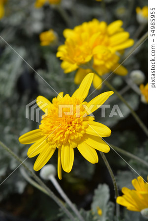 African Bush Daisy Sunshine Silver Double Yellow 54985955