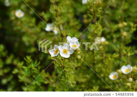 Shrubby Cinquefoil 54985956