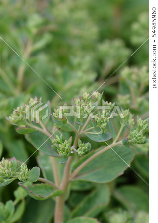 Stonecrop Herbstfreude 54985960