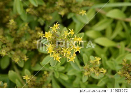 Yellow Stonecrop 54985972