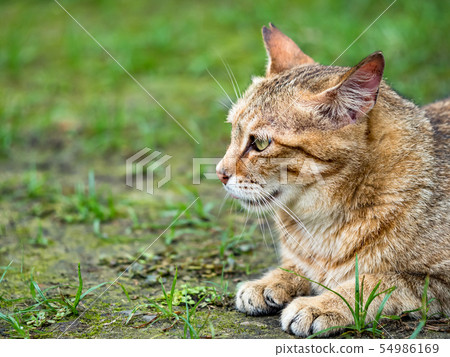 wild cat, closeup portrait photography wild cat, closeup portrait photography 54986169