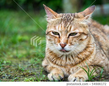 wild cat, closeup portrait photography wild cat, closeup portrait photography 54986172