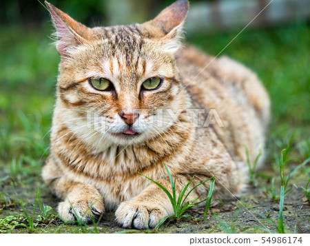 wild cat, closeup portrait photography wild cat, closeup portrait photography 54986174