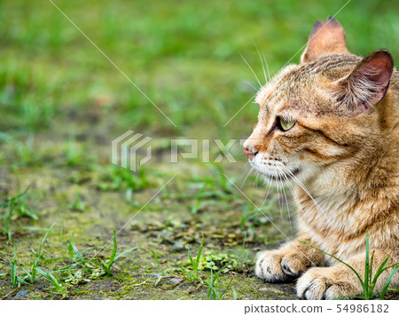 wild cat, closeup portrait photography wild cat, closeup portrait photography 54986182