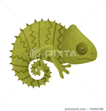 Green Chameleon. Vector illustration on white background. Green Chameleon. Vector illustration on white background. 54986396