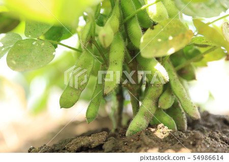 Edamame cultivation Edamame Edamame cultivation Edamame 54986614