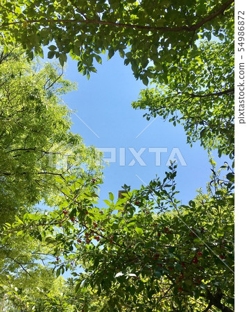 晴朗的天空 54986872