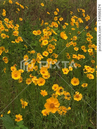 花 花 54986874