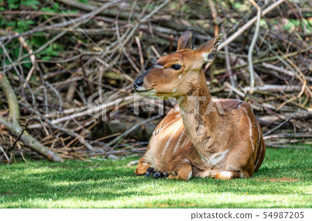 Nyala Antelope - Tragelaphus angasii. Wild life animal. 54987205