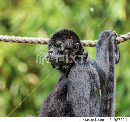 The black-headed spider monkey, Ateles fusciceps is a species of spider monkey 54987324