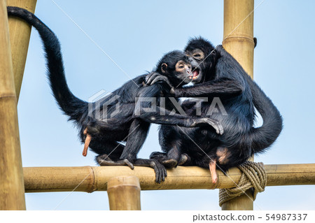 The black-headed spider monkey, Ateles fusciceps is a species of spider monkey 54987337