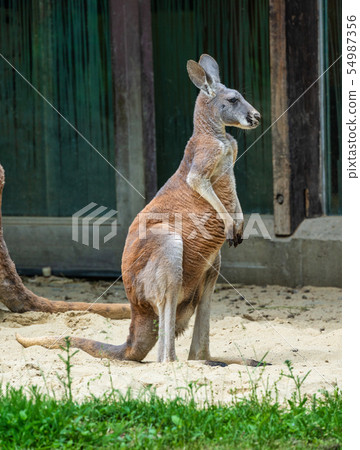 Red kangaroo, Macropus rufus in a german zoo Red kangaroo, Macropus rufus in a german zoo 54987356