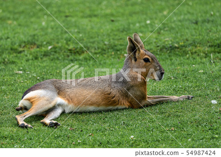 Patagonian Mara, Dolichotis patagonum are large relatives of guinea pigs Patagonian Mara, Dolichotis patagonum are large relatives of guinea pigs 54987424