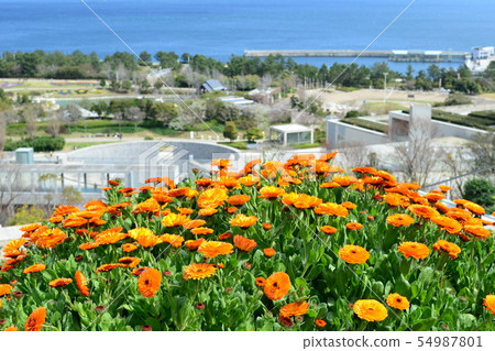 Calendula flower bed and sea Awaji island Calendula flower bed and sea Awaji island 54987801