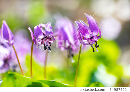 Katakuri flowers Katakuri flowers 54987821