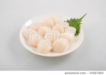 扇貝扇貝 54987860