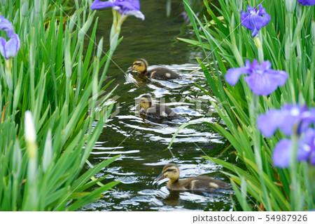 Gallamoh小雞和花 54987926