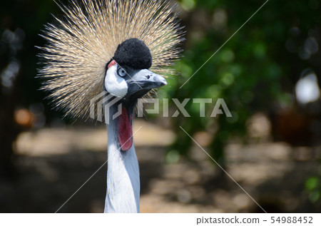 貴族的情緒 54988452