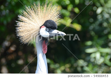 貴族的情緒 貴族的情緒 54988453