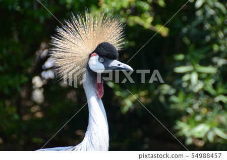 Emotions of Nobility Emotions of Nobility 54988457