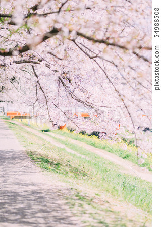 Toyokawa Sanagawa Cherry blossoms Toyokawa Sanagawa Cherry blossoms 54988508