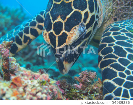 Hawksbill turtle Hawksbill sea turtle while eating 54989286