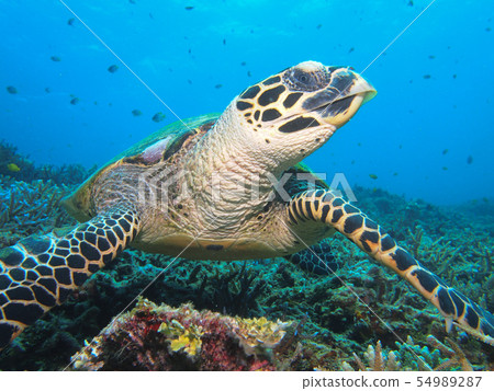 Taimai Hawksbill turtle Hawksbill sea turtle Taimai Hawksbill turtle Hawksbill sea turtle 54989287
