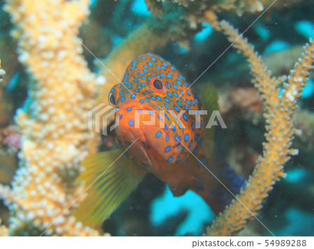 Yukatahata blue point 54989288